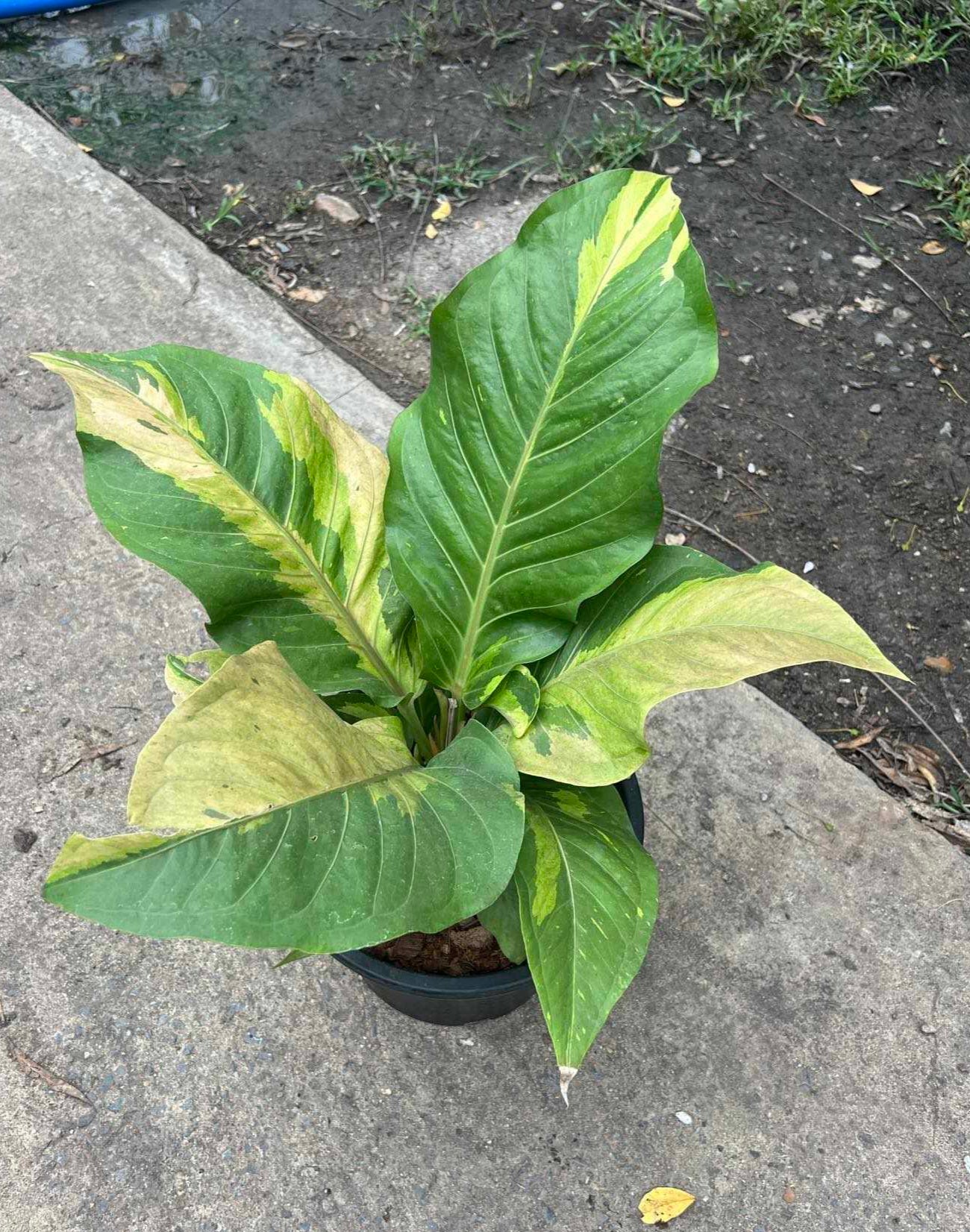 Anthurium Renaissance Variegated (Birdsnest) in a pot, featuring intricate foliage and unique leaf patterns, ideal for indoor houseplant enthusiasts and collectors.
