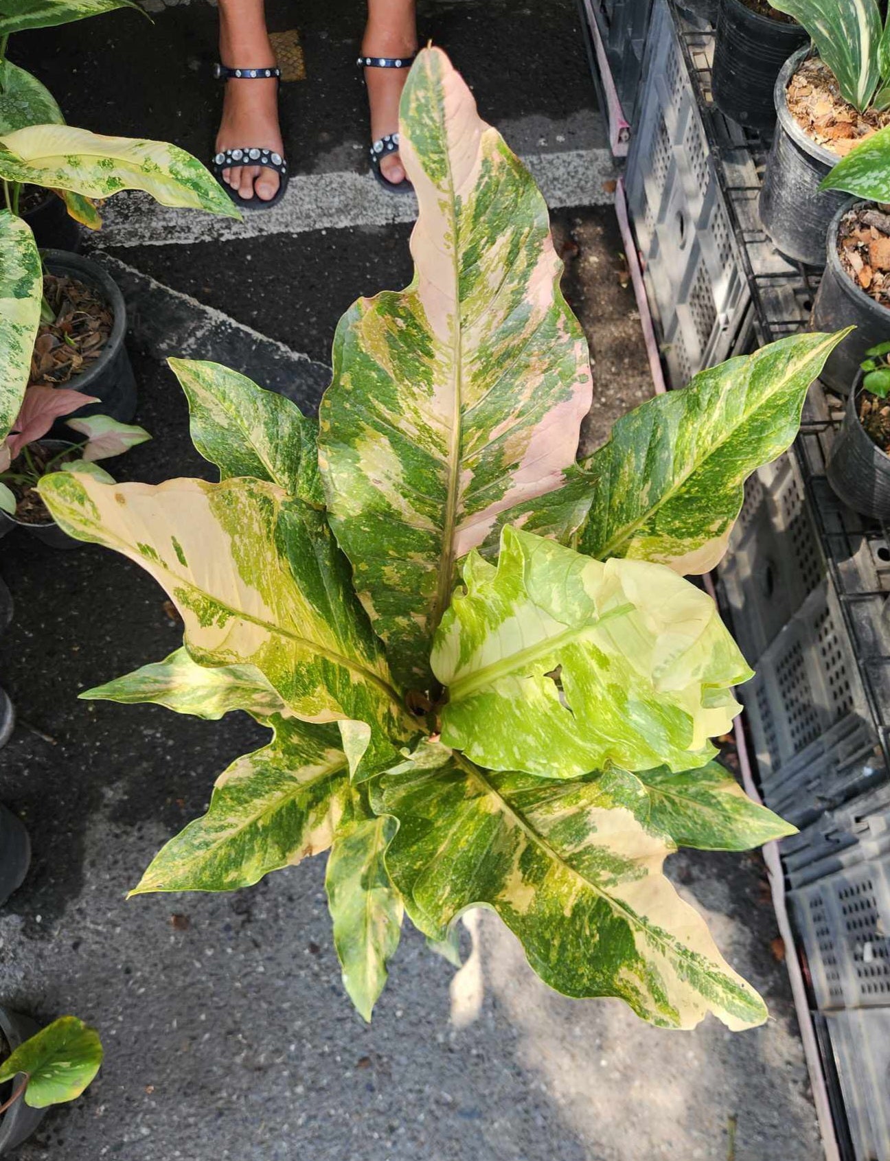 Close-up of Anthurium Renaissance Variegated (Birdsnest) with striking green and yellow leaves, showcasing its unique foliage and exotic beauty.