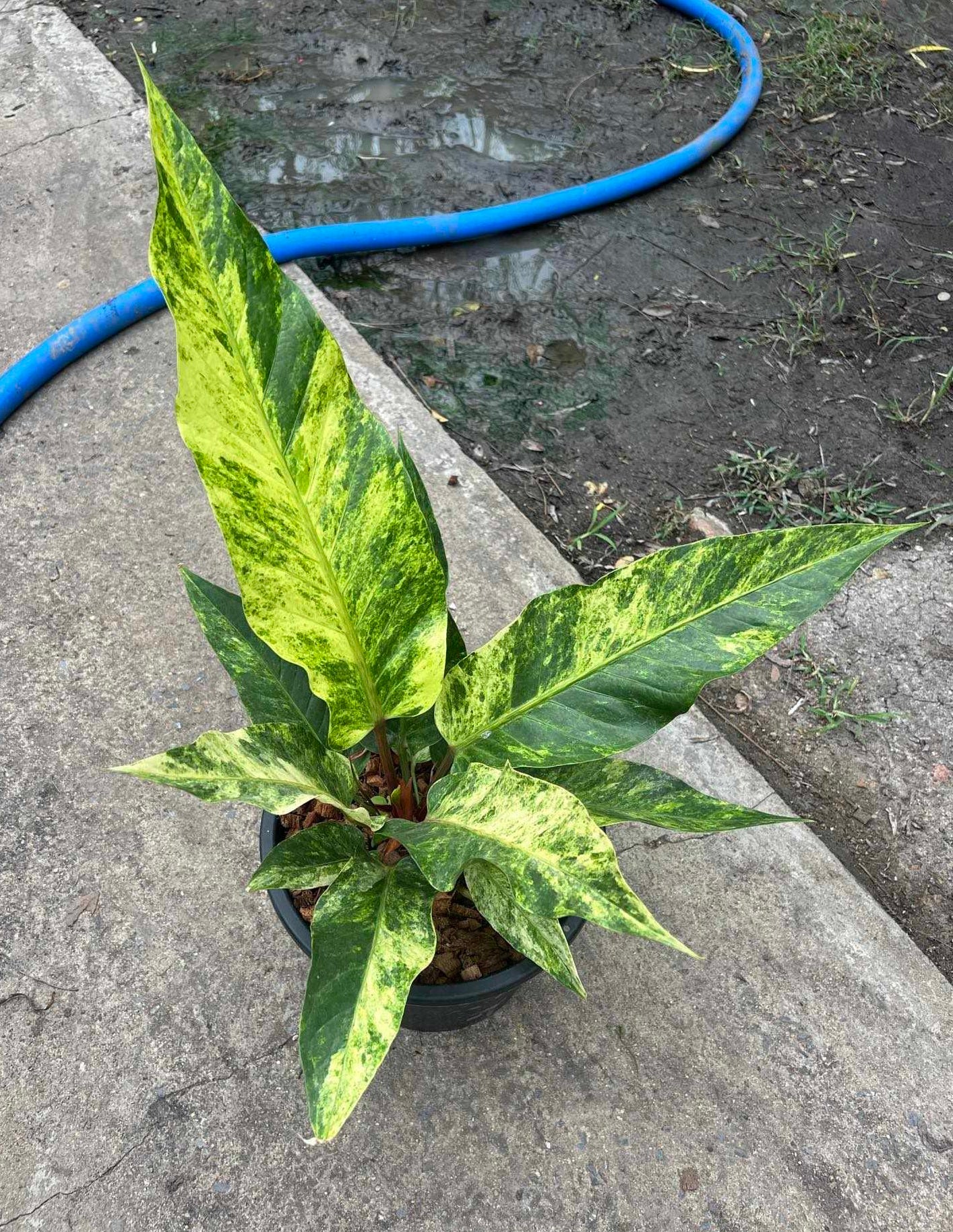 Anthurium Renaissance Variegated (Birdsnest) in a pot, showcasing unique green and yellow foliage with intricate leaf patterns, perfect for indoor or shaded outdoor settings.