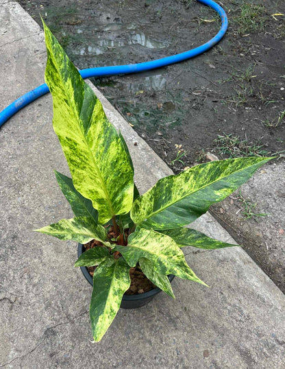 Anthurium Renaissance Variegated (Birdsnest) in a pot, showcasing unique green and yellow foliage with intricate leaf patterns, perfect for indoor or shaded outdoor settings.