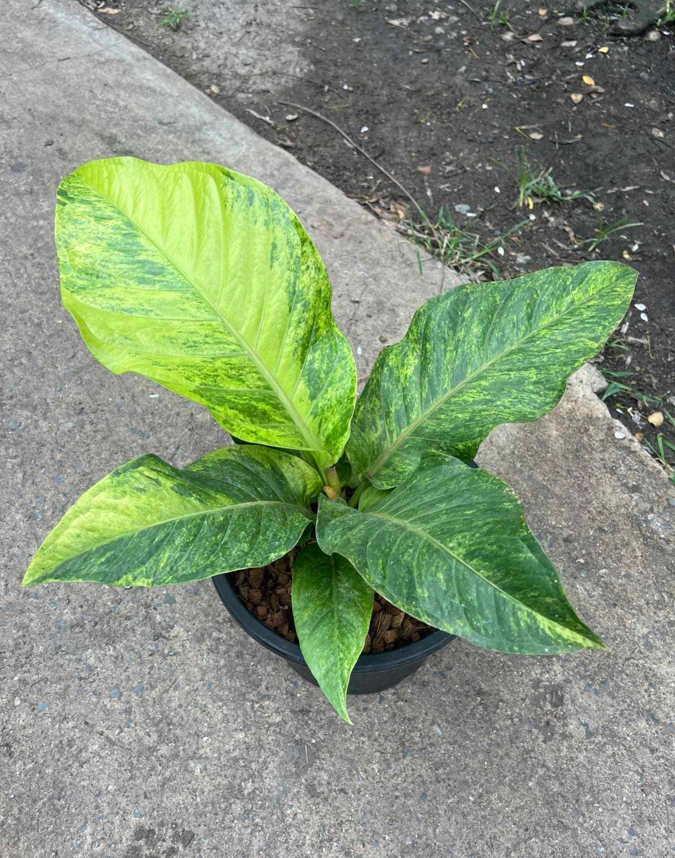 Anthurium Renaissance Variegated (Birdsnest) in a pot, showcasing its unique foliage and intricate leaf patterns.