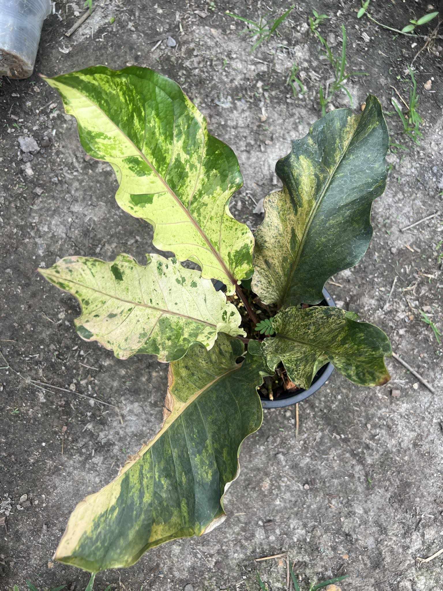 Anthurium Renaissance Variegated (Birdsnest) in a pot, showcasing its distinctive foliage with varied shapes and clustered leaves around the inflorescence.