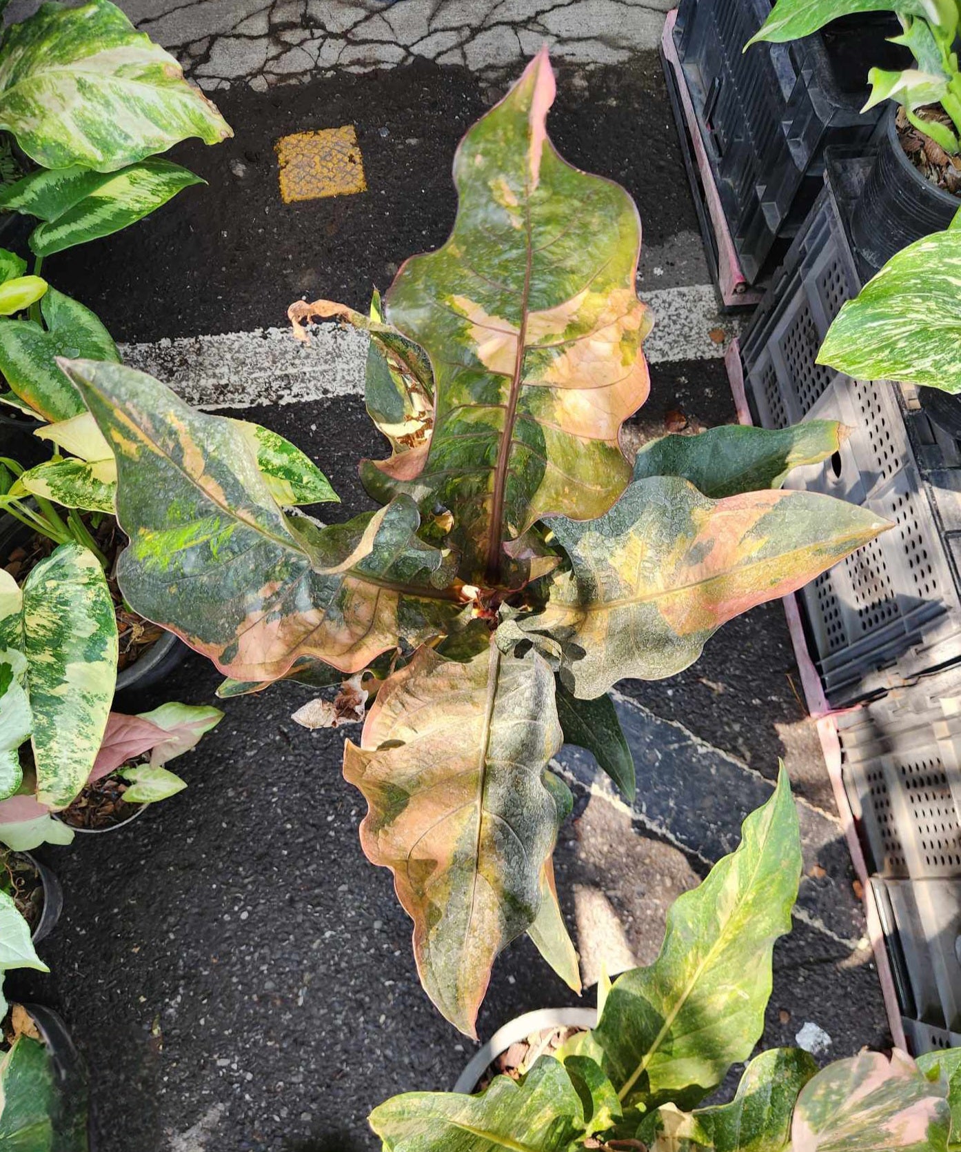 Anthurium Renaissance Variegated (Birdsnest) showing green and yellow leaves with close-up views of its distinctive foliage.