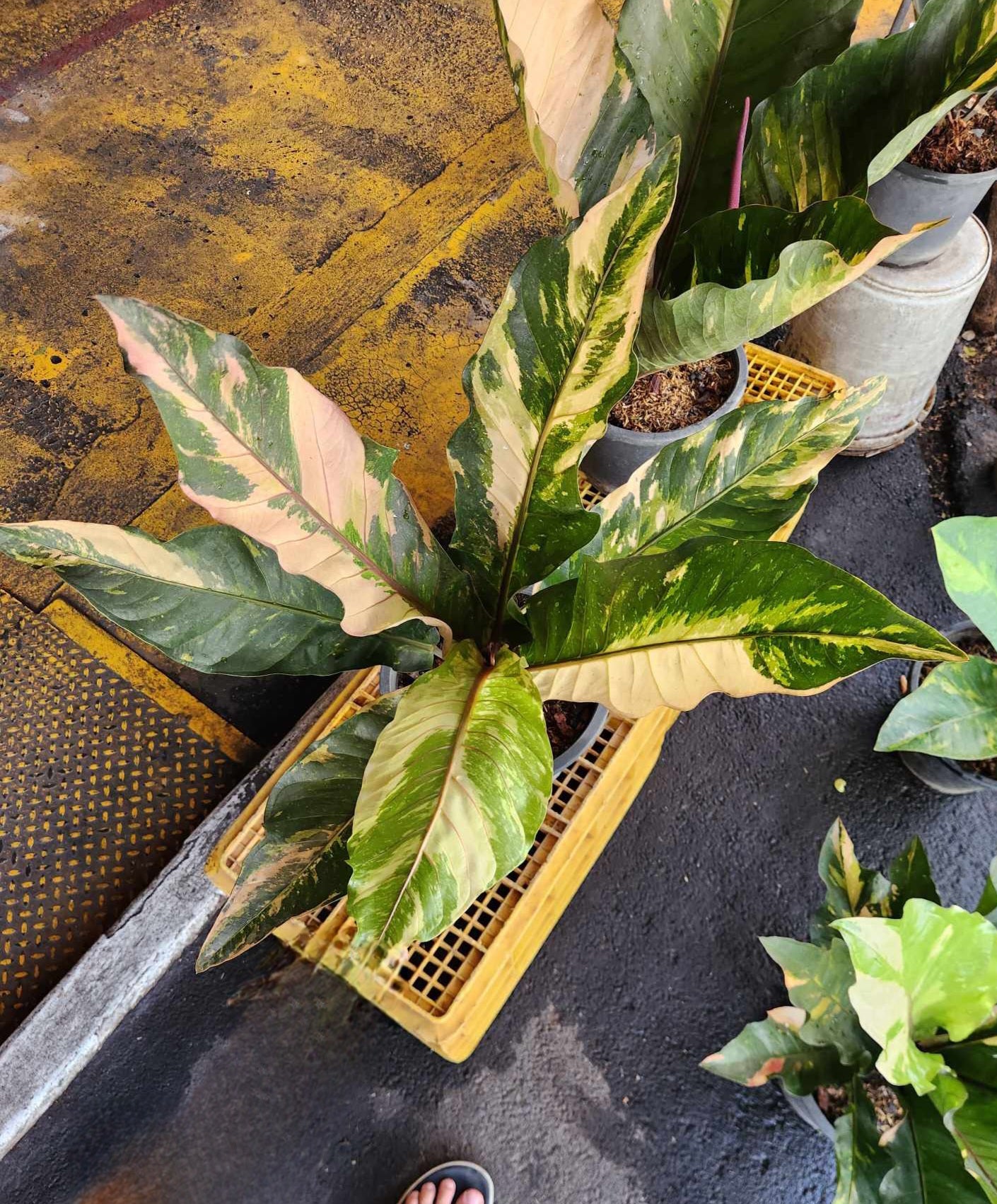 Anthurium Renaissance Variegated (Birdsnest) with distinctive foliage in a pot, showcasing clustered leaves around the inflorescence, ideal for indoor or shaded outdoor settings.