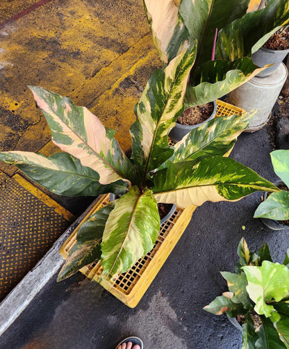 Anthurium Renaissance Variegated (Birdsnest) with distinctive foliage in a pot, showcasing clustered leaves around the inflorescence, ideal for indoor or shaded outdoor settings.