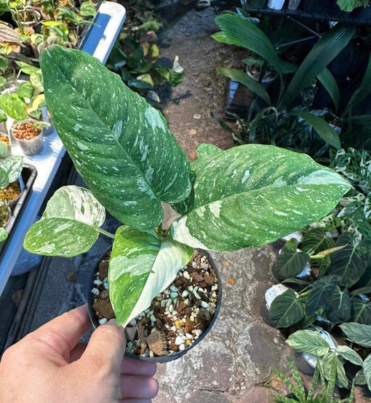A hand holding a Schissmatoglottis Albo potted plant, showcasing its lush leaves and healthy growth.