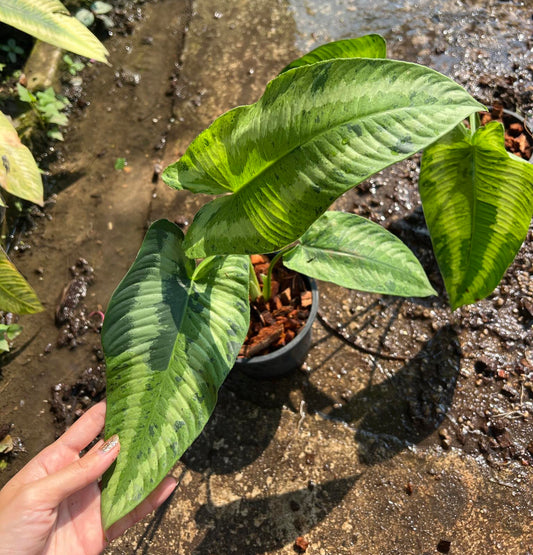 A hand holding a Schissmatoglottis Mint leaf, showcasing the plant's detailed texture and structure.