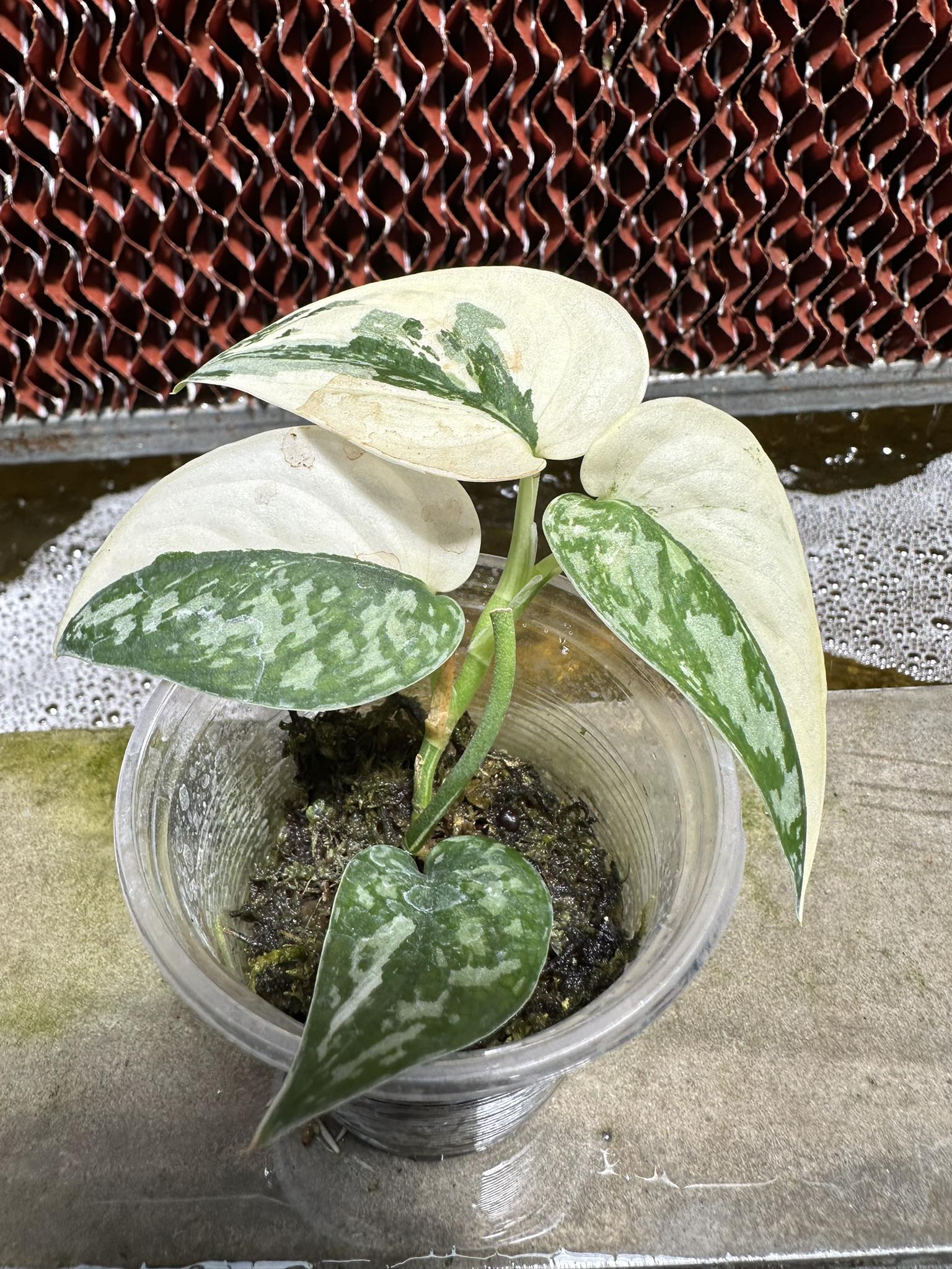 Scindapsus Mayari Variegated plant in a plastic container, showcasing its variegated green leaves.