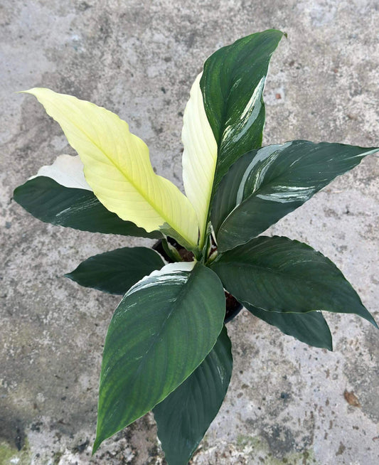 Spathiphyllum Renaissance plant with close-ups of its lush green leaves, highlighting the intricate leaf patterns and healthy foliage.