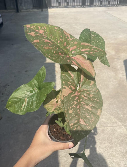 A hand holding a potted Syngonium Allusion, showcasing its lush leaves and compact size, representing the plant you will receive.