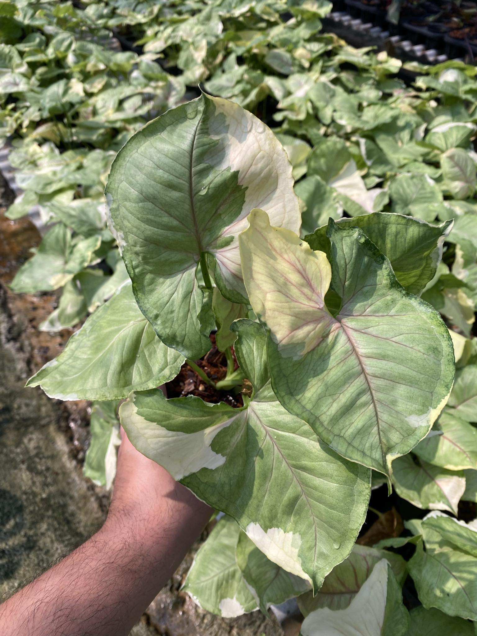A hand holding a Syngonium Aom Thong plant, showcasing its vibrant green leaves and healthy growth.