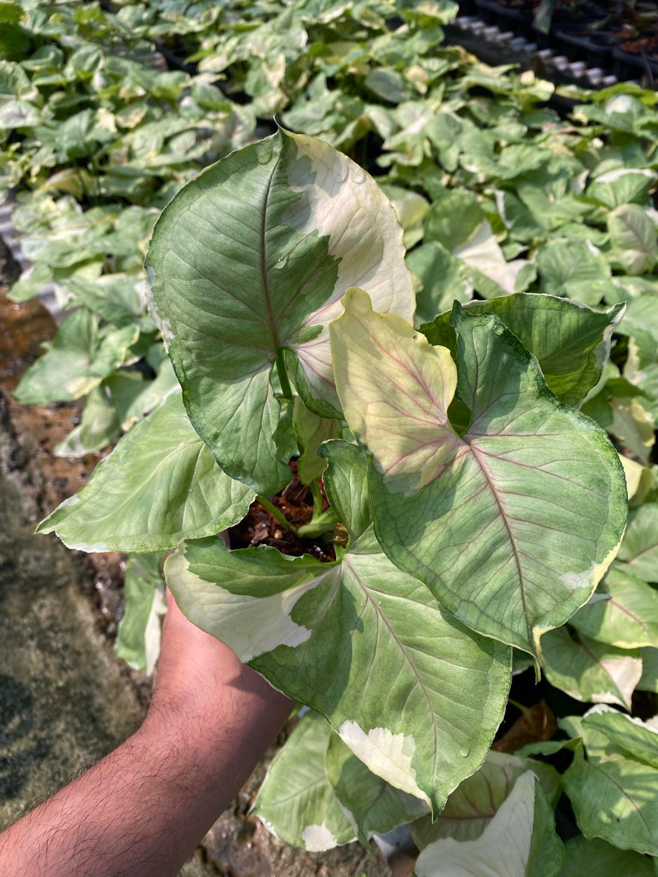Syngonium – TerraFlora Global