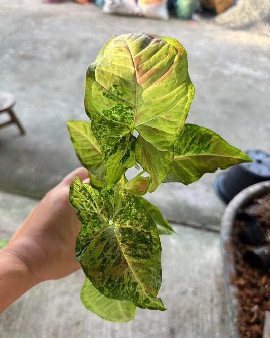 Hand holding Syngonium Milk Confetti Tricolor plant with green and yellow leaves, showcasing typical size and vibrant foliage for this variety.