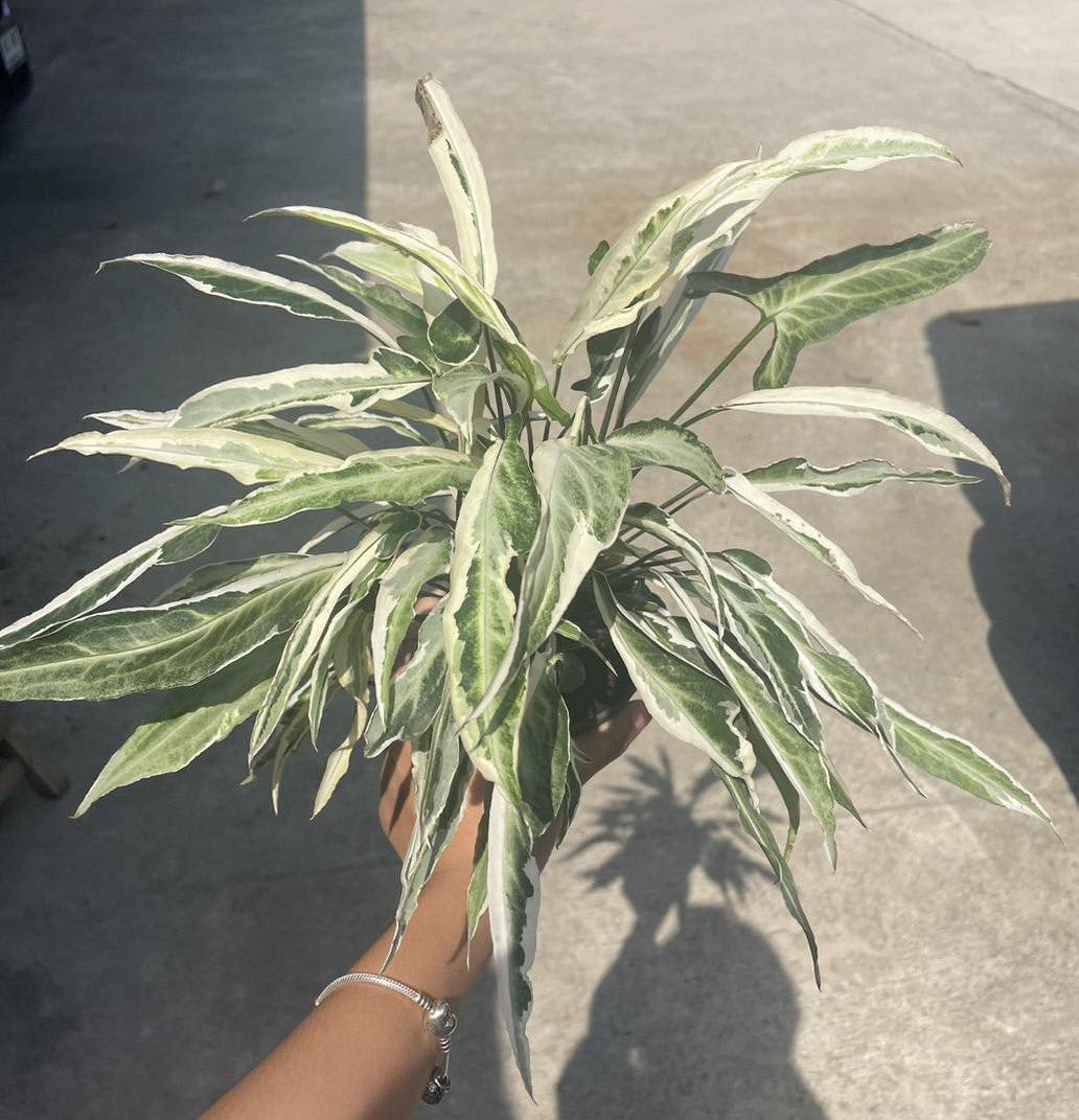 A hand holding a Syngonium T24 plant with visible leaves and a silver bracelet on the wrist.