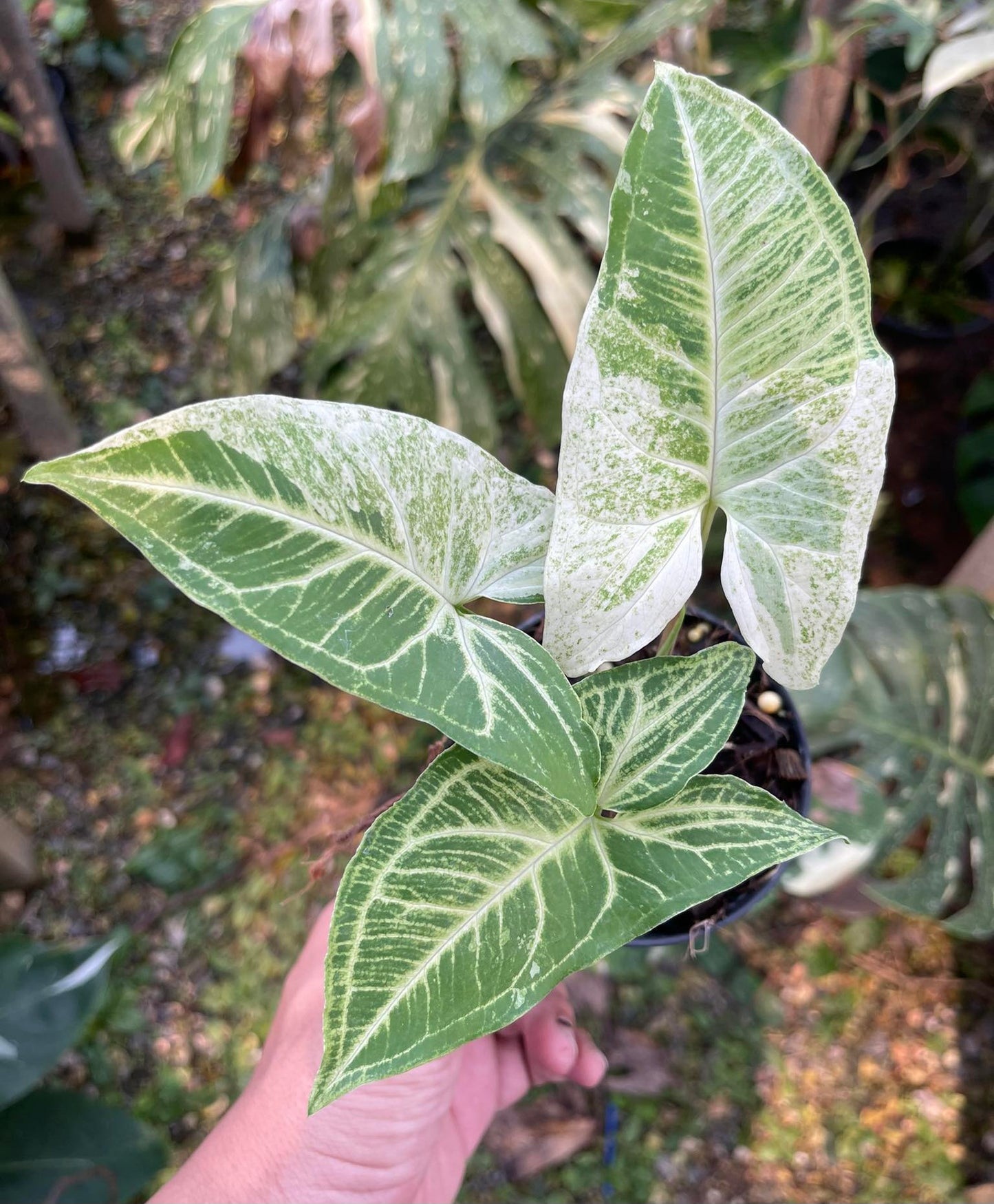A hand holding a Syngonium Batik Variegated plant with visible green leaves in a pot.