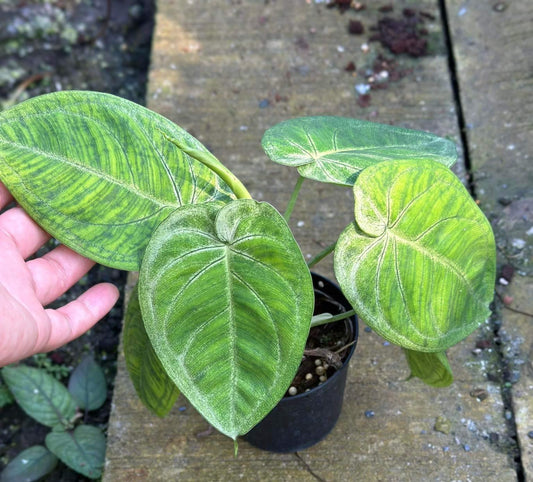 A hand holding a Syngonium Hearts plant, showcasing its lush green leaves and healthy growth.
