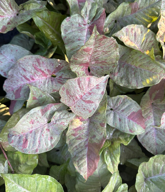 Close-up of Syngonium Milk Confetti plant leaf, showcasing its detailed texture and unique vein patterns.