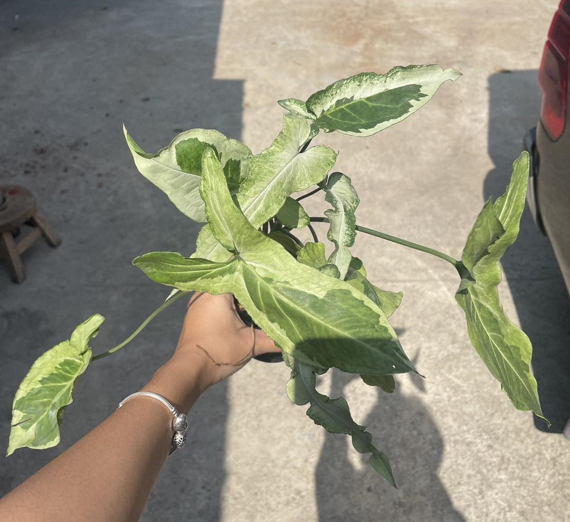 A hand holding a Syngonium Three Kings plant, showcasing its lush leaves, with a bracelet visible on the person's wrist.