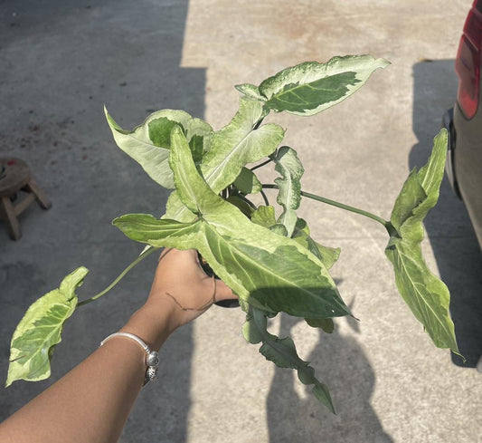 A hand holding a Syngonium Three Kings plant, showcasing its lush leaves, with a bracelet visible on the person's wrist.