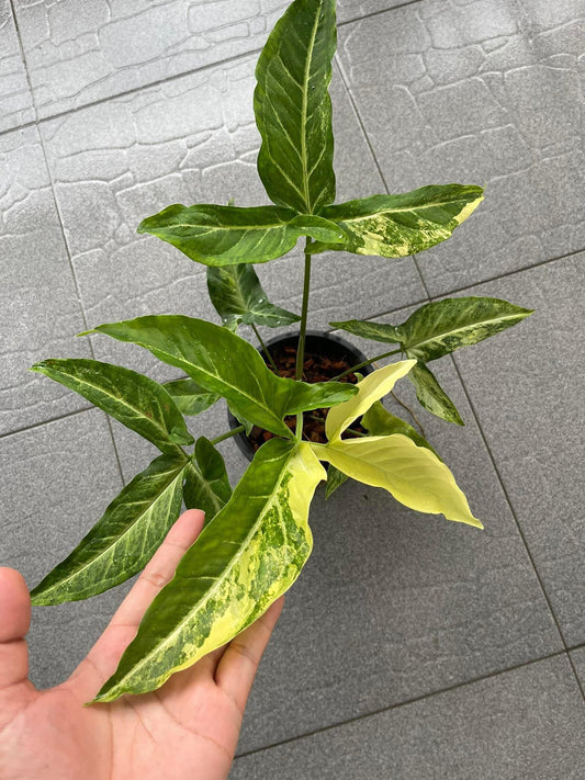Hand holding a Syngonium Angustatum Variegated plant with visible green and white variegated leaves, demonstrating the typical size and appearance of the product.