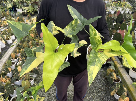 Thaumatophyllum Angela Variegated, a rare hybrid plant, features large triangular leaves with yellow variegation, displaying a soft, draping appearance, ideal for indoor growth.