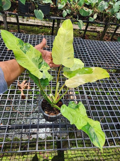 philodendron mottled whipple Philodendron Whipple Way – TerraFlora Global