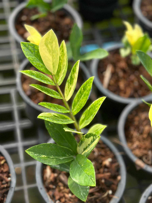 Close-up of a Zamioculas Zamifolia leaf, showcasing its lush, healthy foliage. Representative of the plant size available for purchase.
