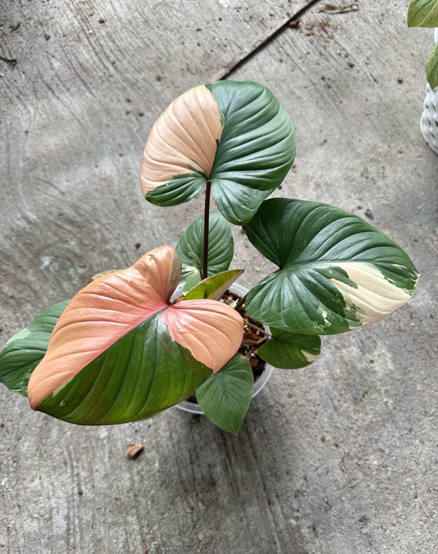 Close-up of a Homalomena Rubescens Pink Variegated plant showcasing its unique variegated leaves, highlighting the intricate patterns and texture of this rare aroid.