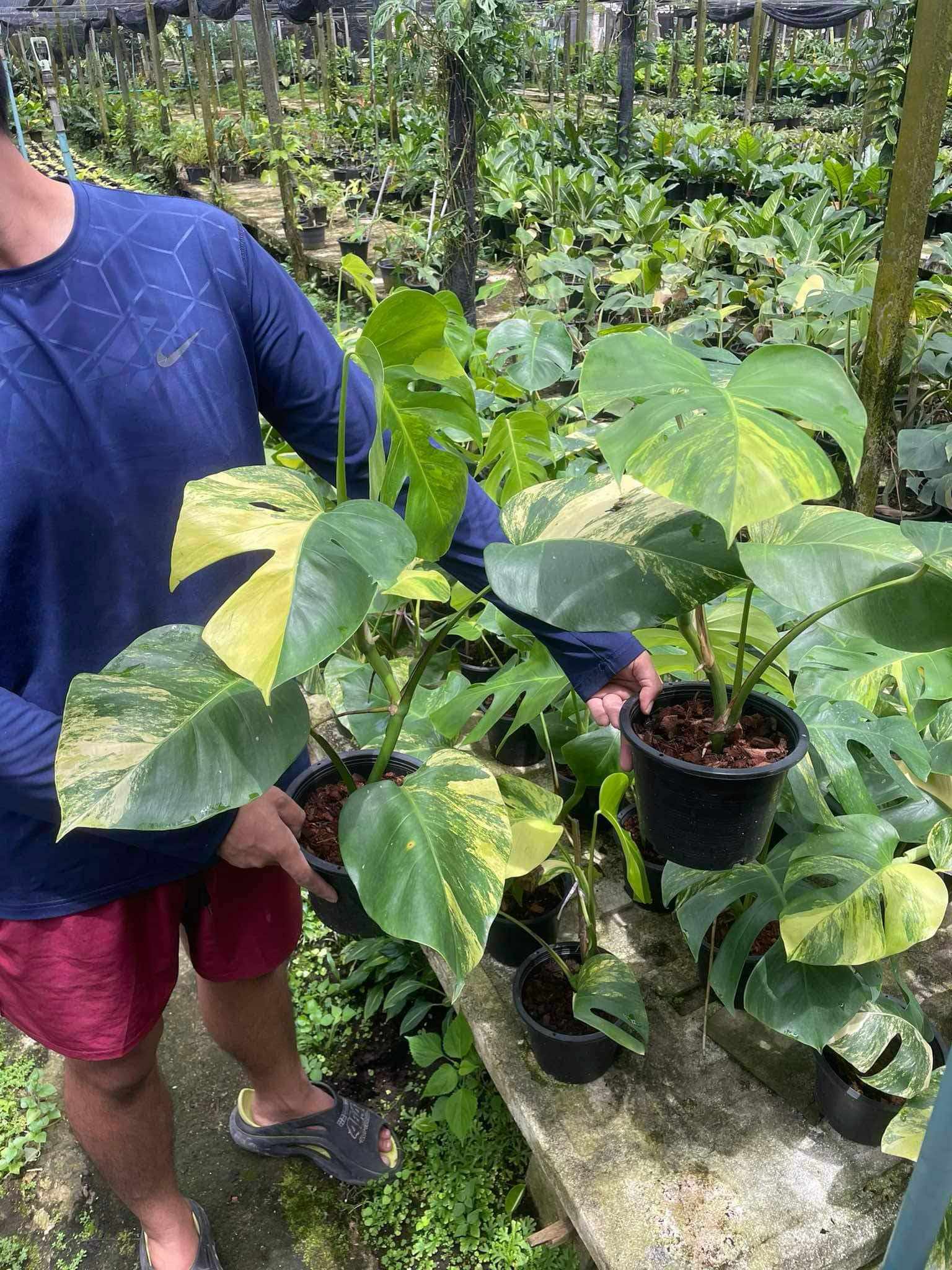 philodendron borsigiana Monstera Borsigiana Aurea Variegated – TerraFlora Global