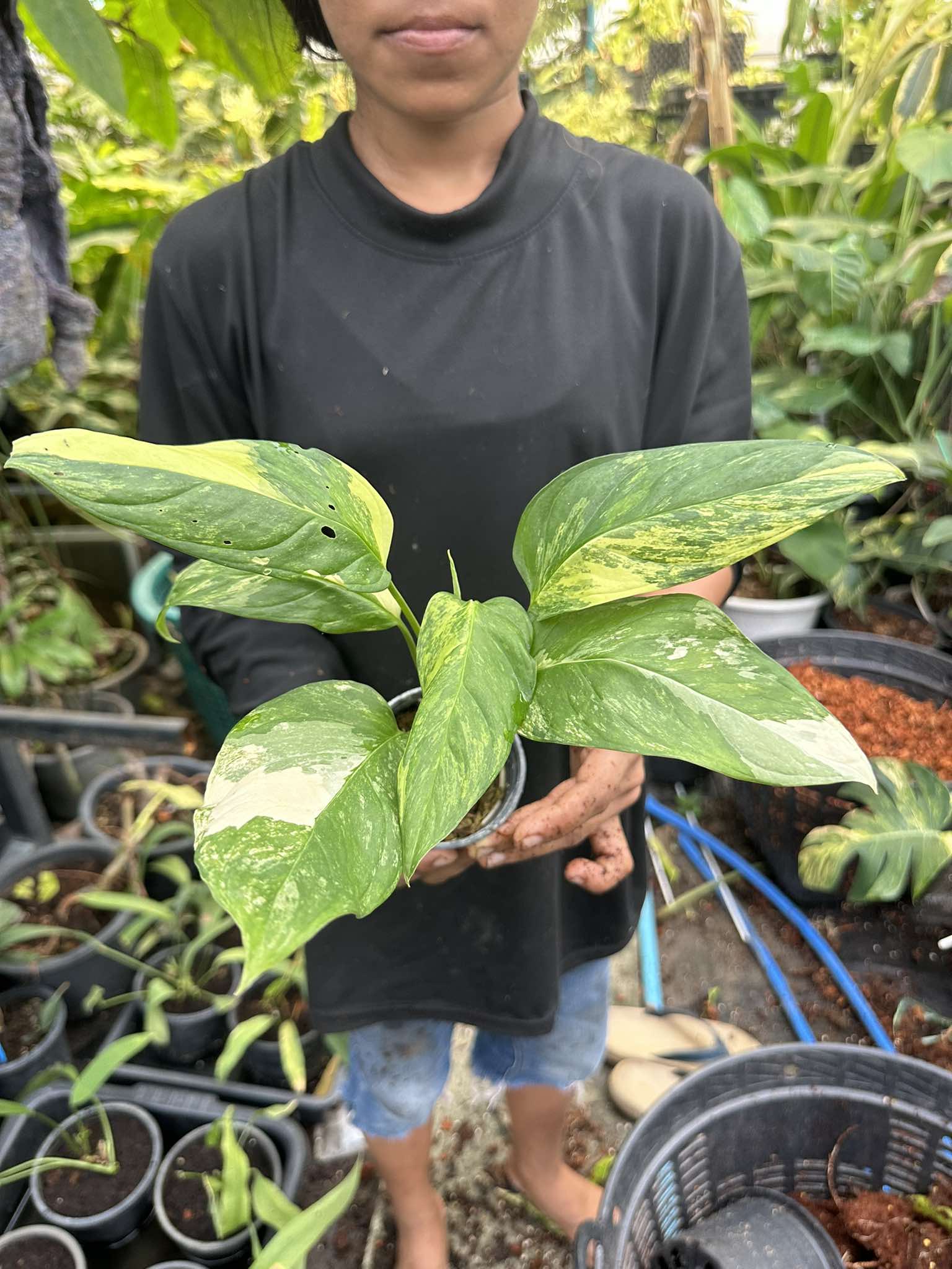 Monstera Obliqua Mayuna Variegated TerraFlora Global monstera-obliqua-mayuna-variegated-terraflora-global
