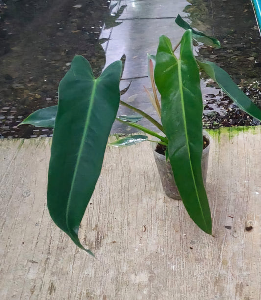Philodendron Spiritus Sancti in a pot with lush, intricate foliage, perfect for adding tropical elegance to indoor spaces. Representative plant size shown.