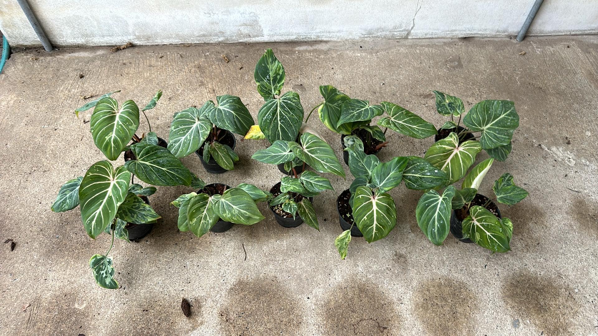 Philodendron Gloriosum Mutation 'Snow Leopard' in a pot, showcasing large leaves with distinctive white veins and unique variegation, among other green plants.