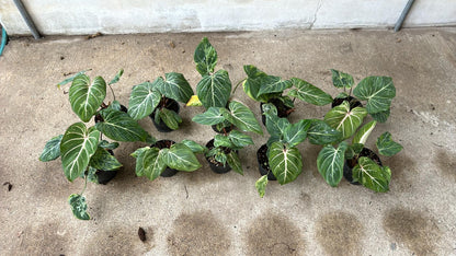 Philodendron Gloriosum Mutation 'Snow Leopard' in a pot, showcasing large leaves with distinctive white veins and unique variegation, among other green plants.