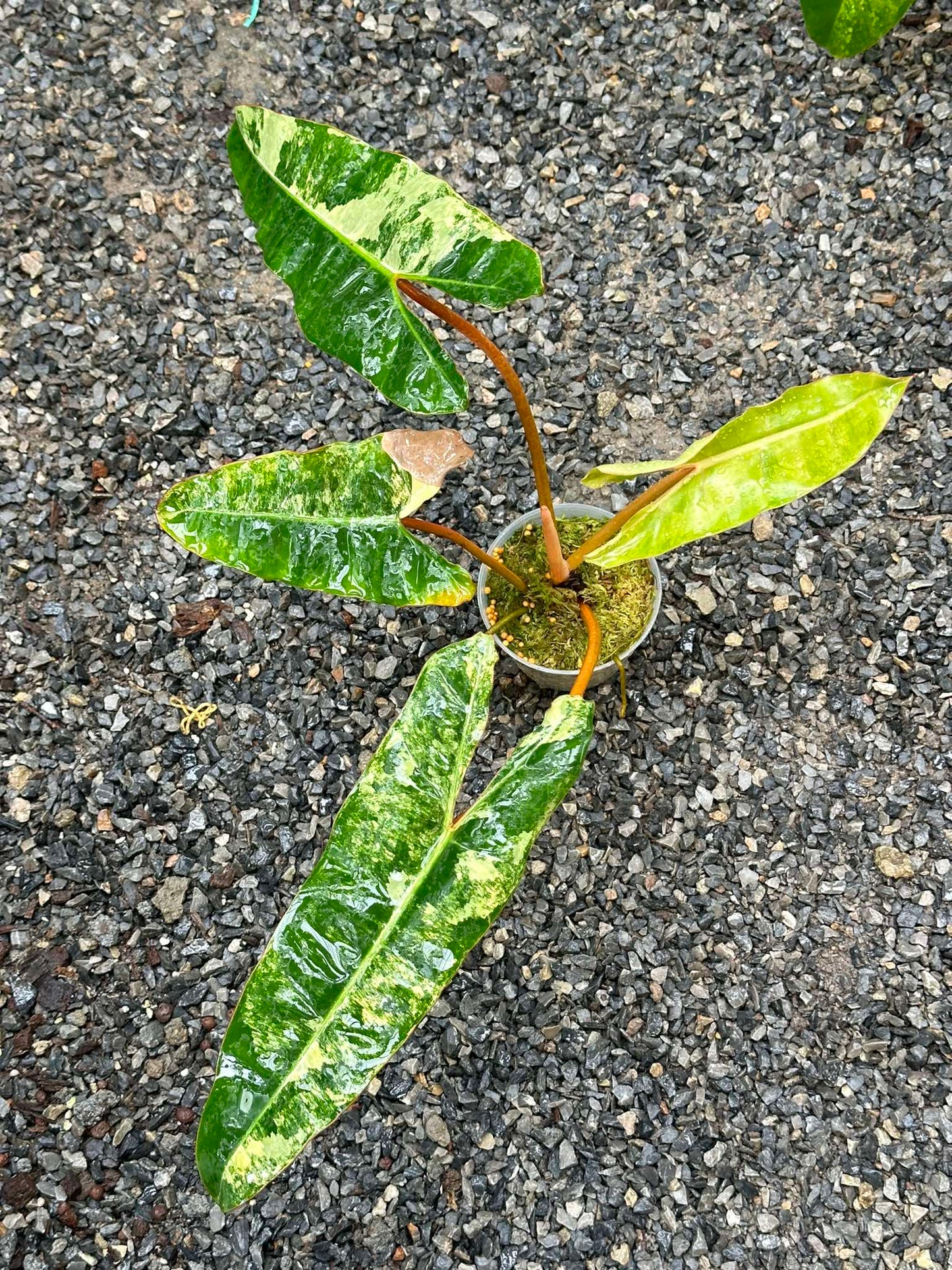 Philodendron Billietiae Variegated in a pot, showcasing large, uniquely shaped leaves, known for its striking foliage and sought-after by aroid enthusiasts.