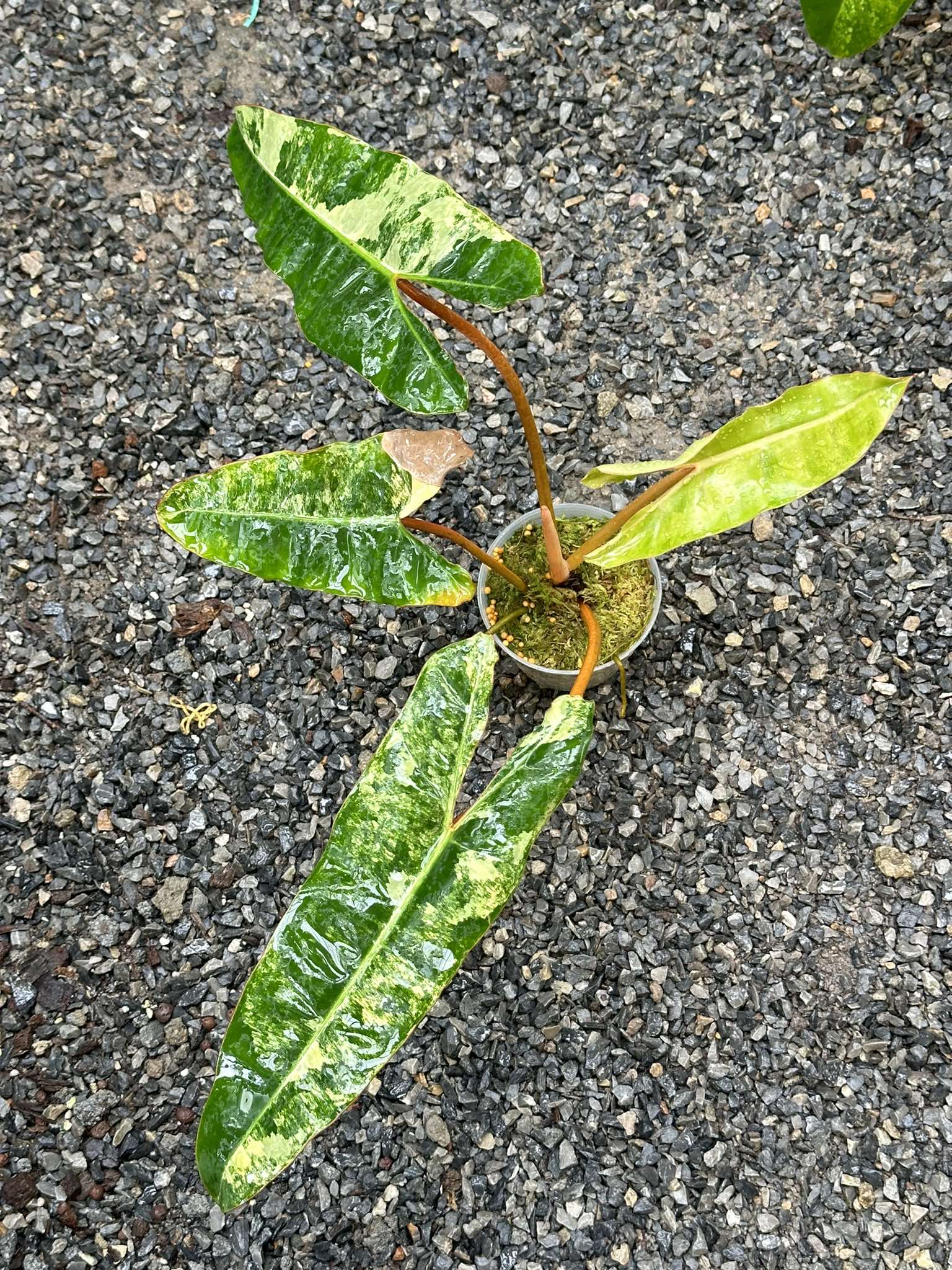 Philodendron Billietiae Variegated in a pot, showcasing large, uniquely shaped leaves, known for its striking foliage and sought-after by aroid enthusiasts.