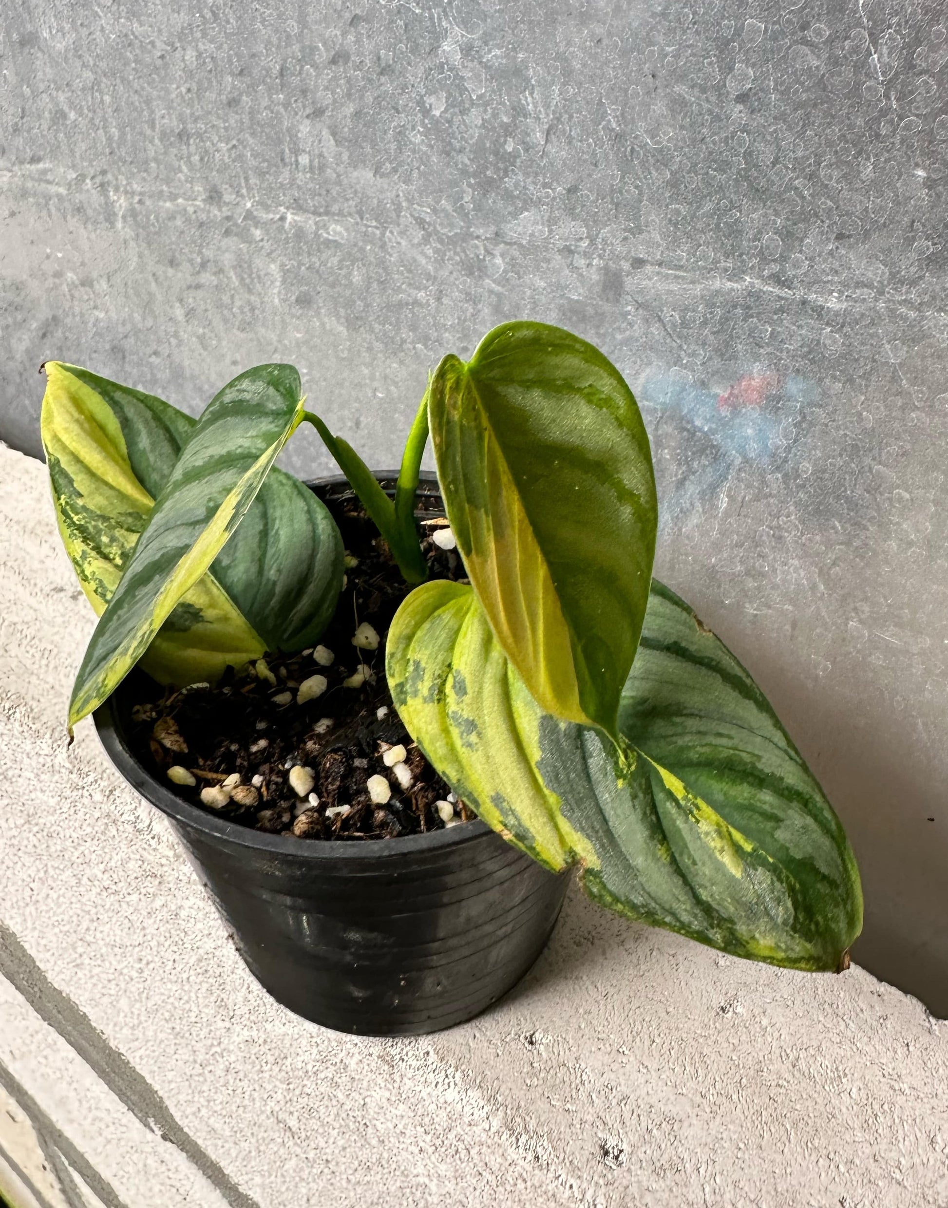 philodendron brandtianum rare Philodendron Brandtianum Variegated – TerraFlora Global