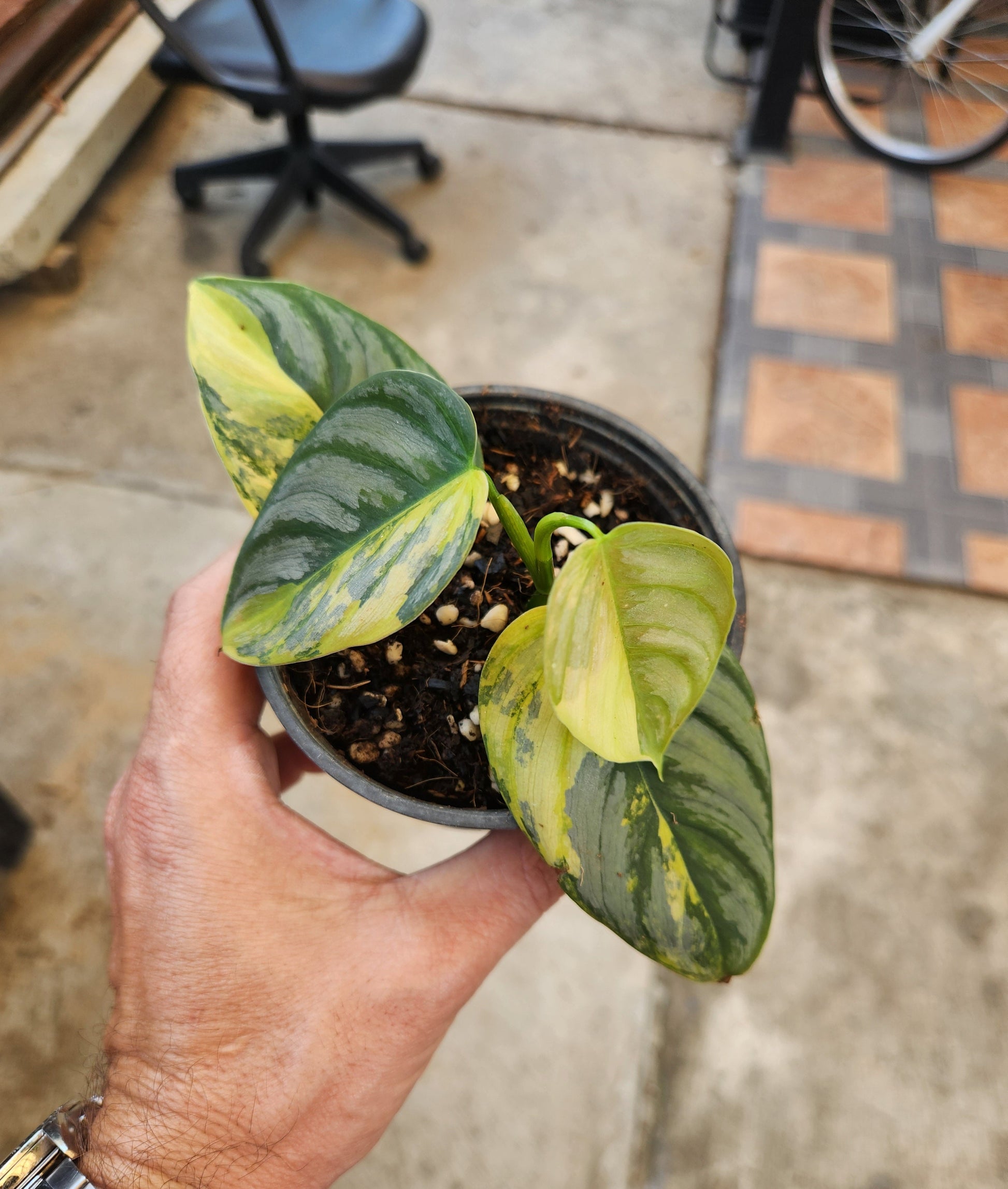 philodendron brandtianum big leaves Philodendron Brandtianum Variegated – TerraFlora Global