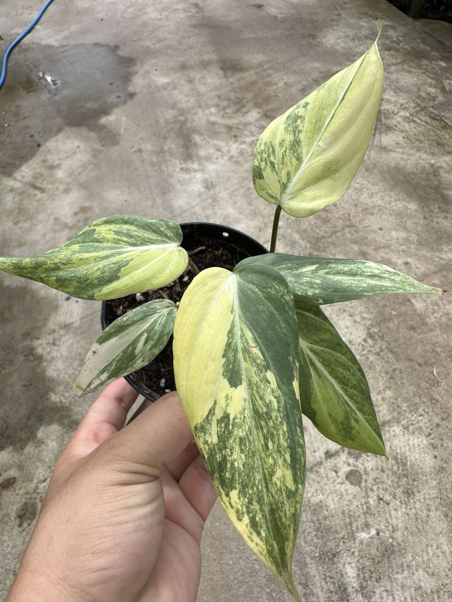 philodendron gloriosum yellow leaves Philodendron Gloriosum Variegated – TerraFlora Global