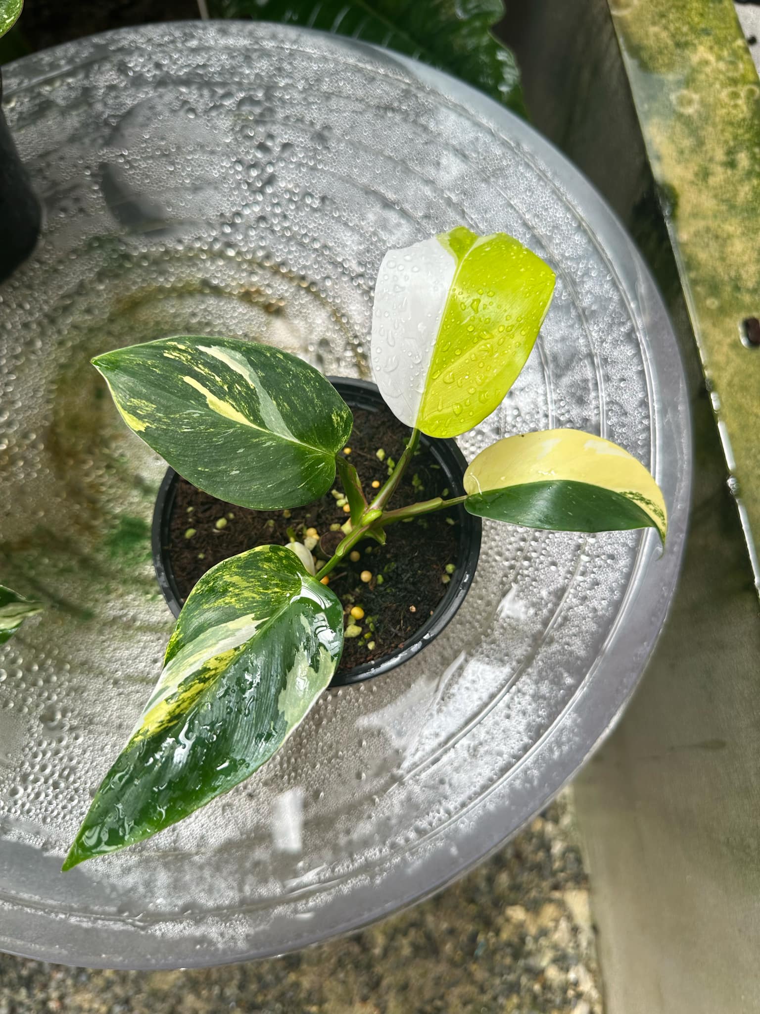 Philodendron White Princess Tricolor in a pot with green and white variegated leaves, highlighting its rare and elegant foliage.