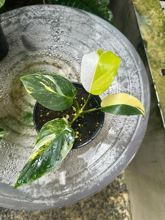 Philodendron White Princess Tricolor in a pot with green and white variegated leaves, highlighting its rare and elegant foliage.