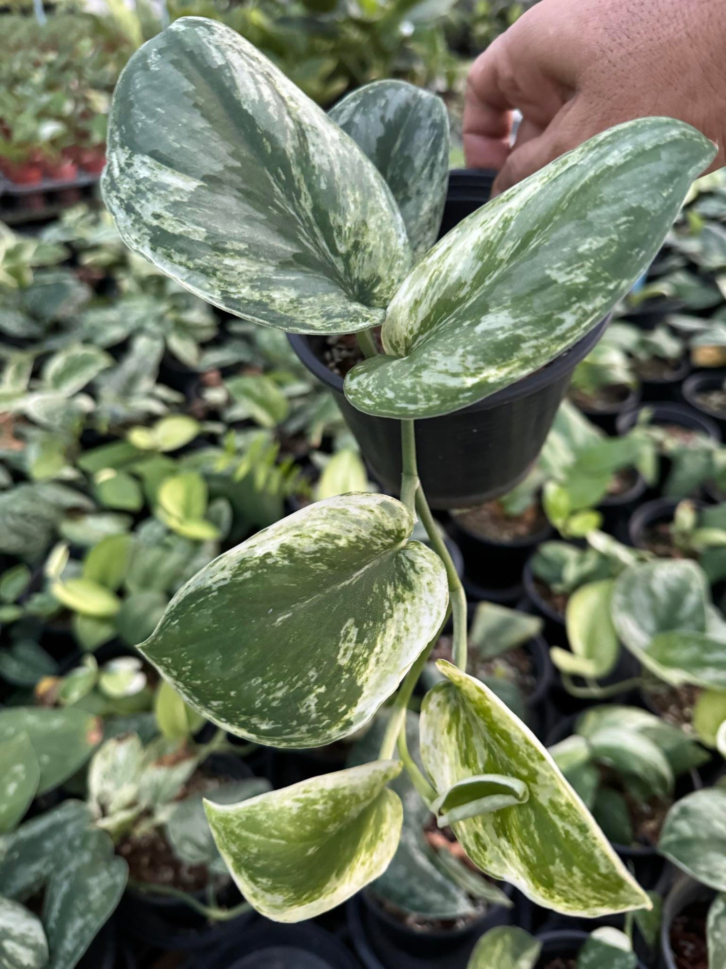 A hand holding a potted Scindapsus Silver Knight plant, showcasing its detailed leaves up close.