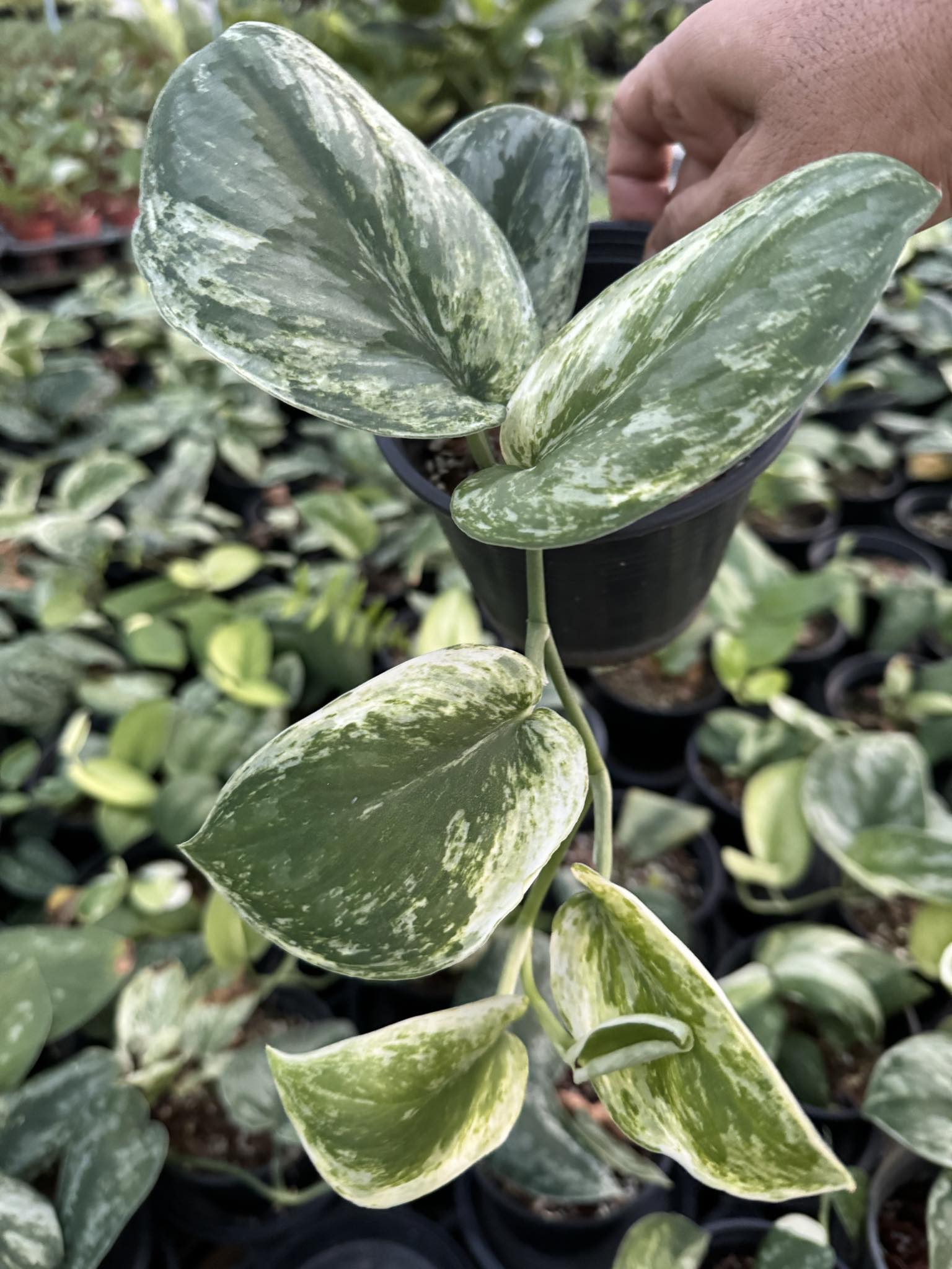 A hand holding a potted Scindapsus Silver Knight plant, showcasing its detailed leaves up close.