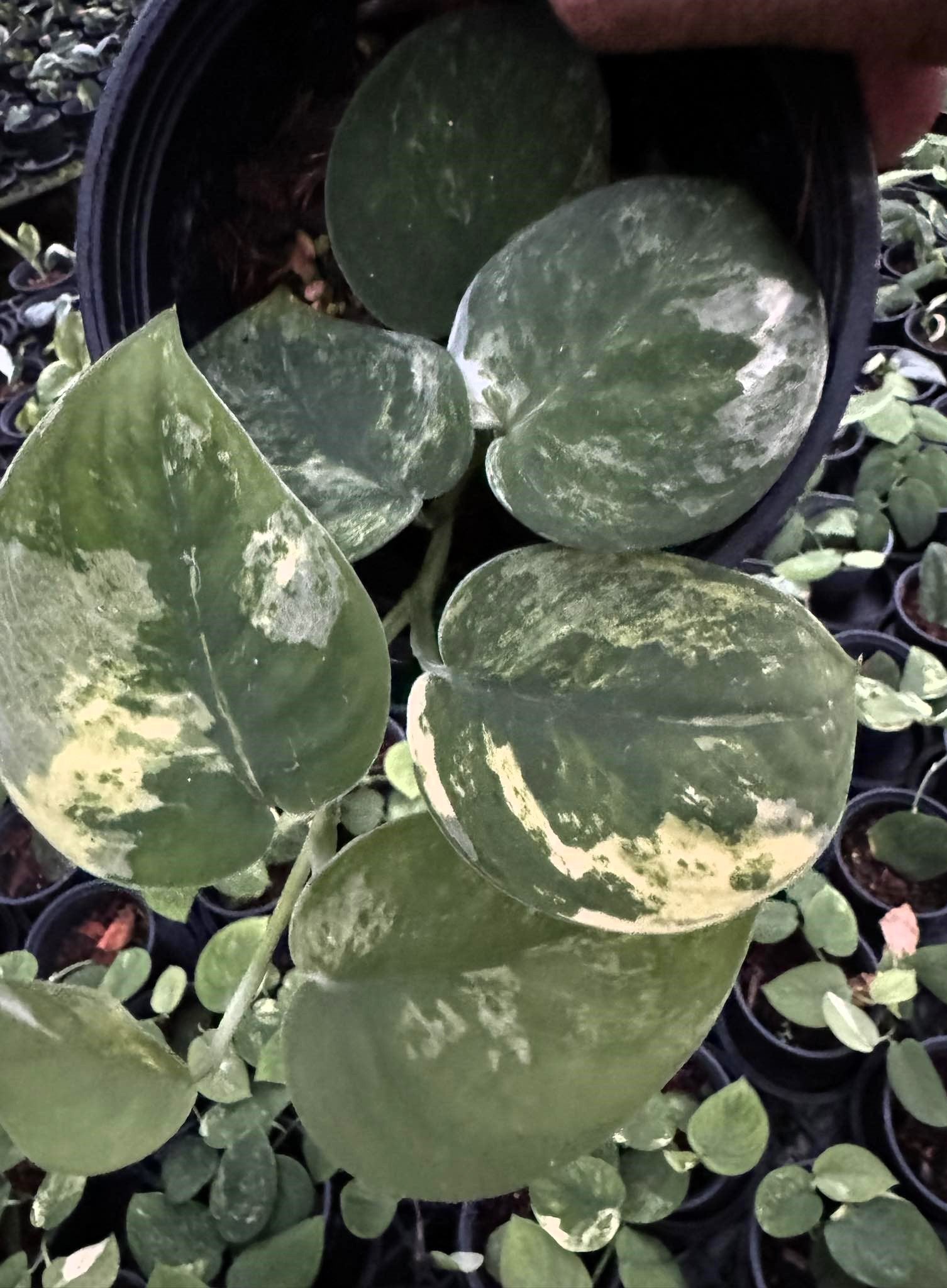 Close-up of a Scindapsus Mauguli Variegated plant with round leaves in a flowerpot.