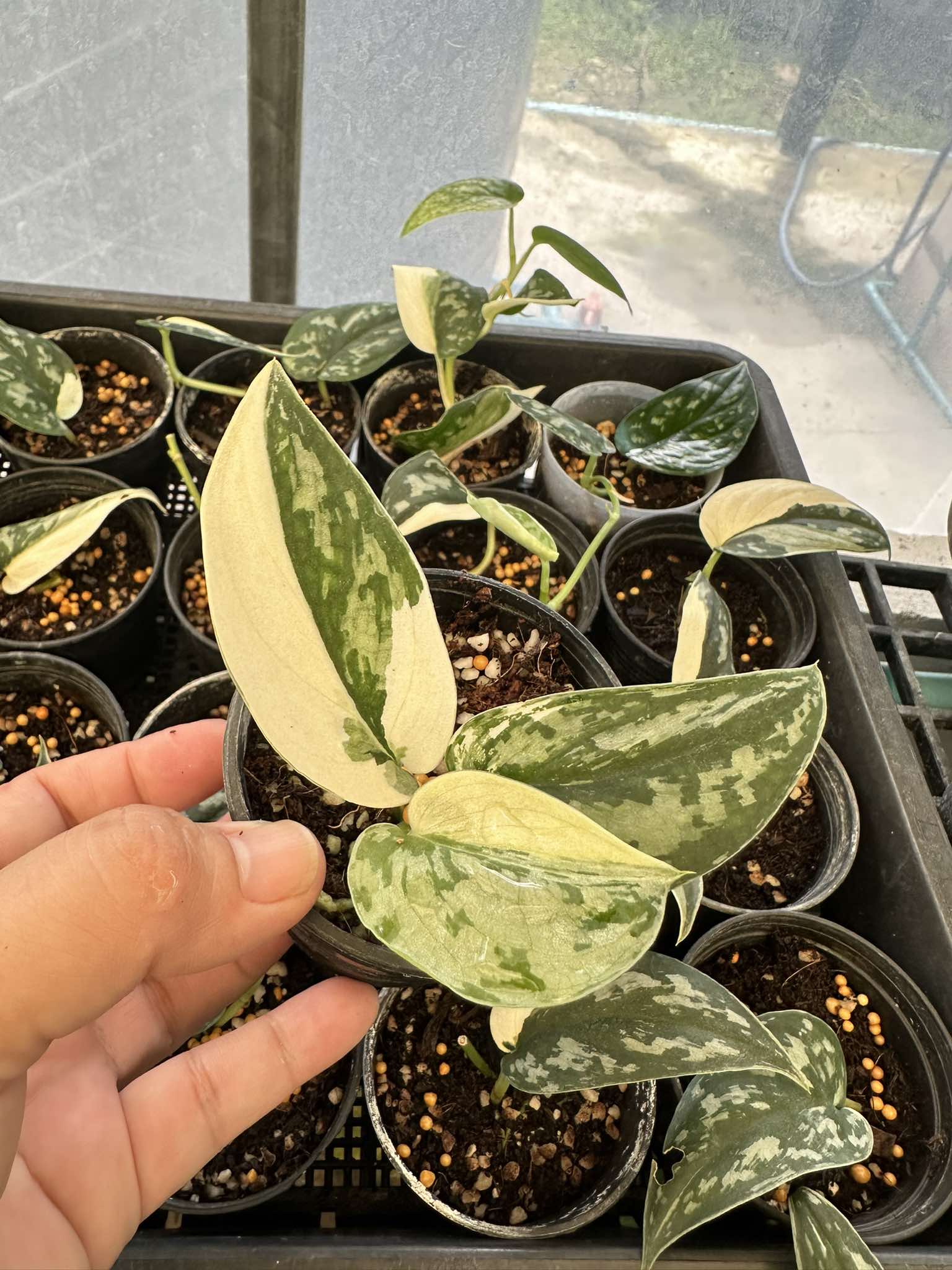 Hand holding a potted Scindapsus Mayari Variegated, showcasing its distinct leaf patterns, part of a rare collection of variegated aroids.