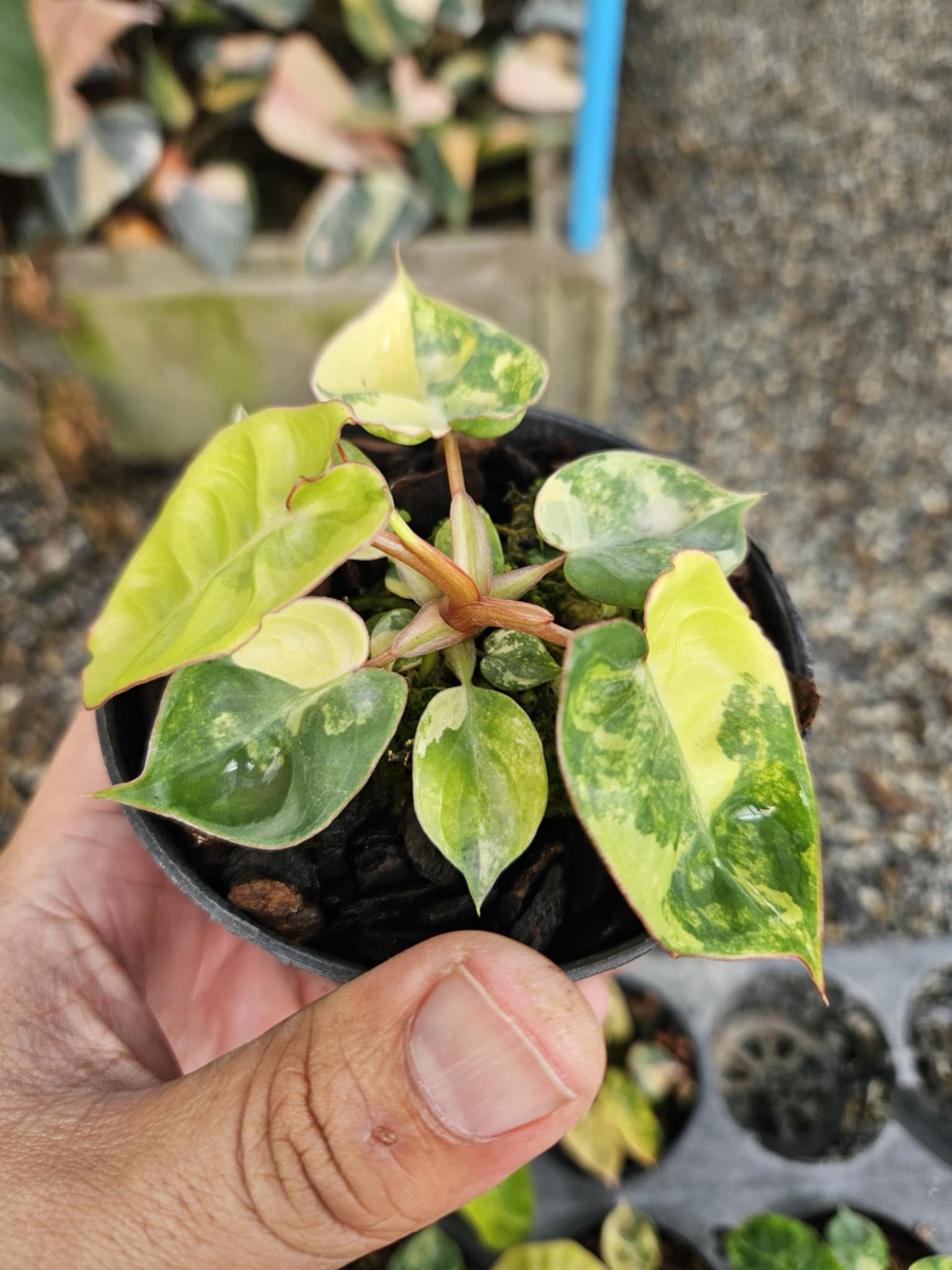 Philodendron Billietiae Variegated held in a hand, showcasing its distinctive large leaves with variegated patterns, highlighting the plant's unique foliage appearance.
